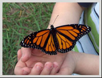 foto mariposa monarca