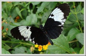 imagen mariposa