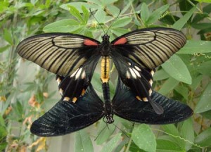 Papilio lowi