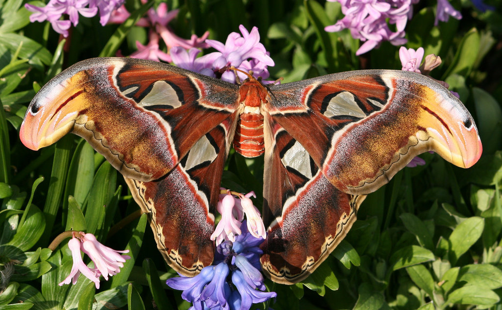 Atlas-moth-Attacus-atlas