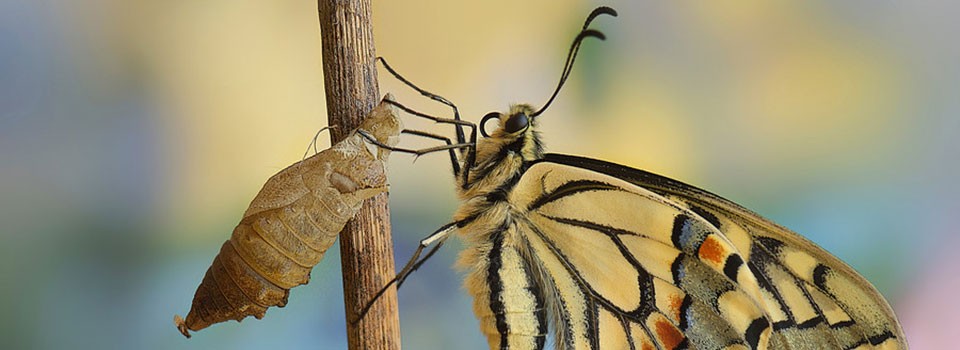 mariposa-capullo